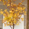 Acer palmatum 'Sangokaku'  50cm pompom  7.5L